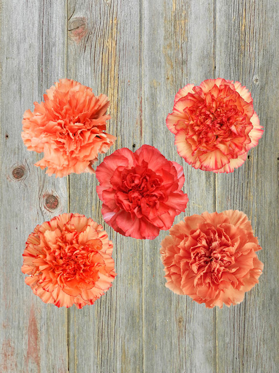 ORANGE CARNATIONS